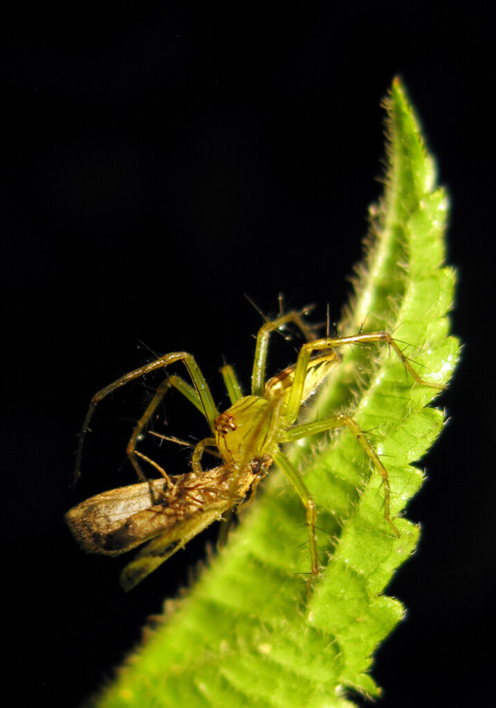 Lynx Spiders (Family Oxyopidae)