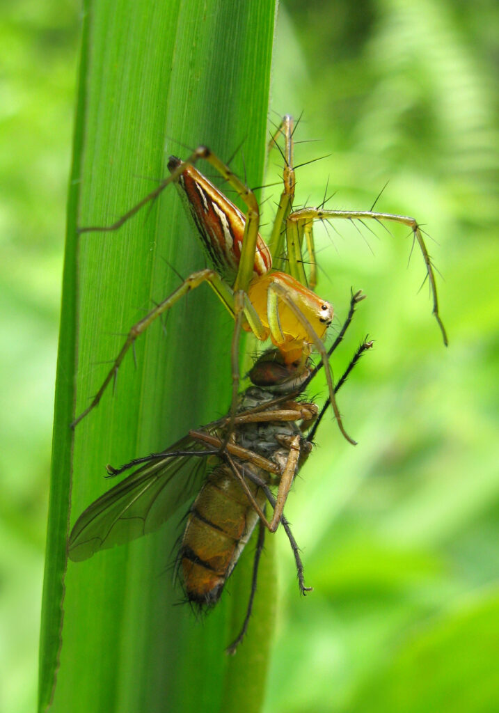 Lynx Spiders (Family Oxyopidae)