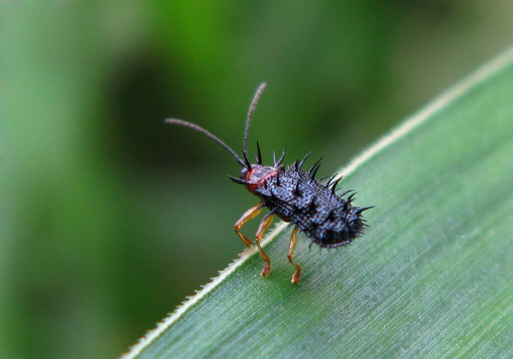 Spiky Leafbeetles (Tribe Hispini)