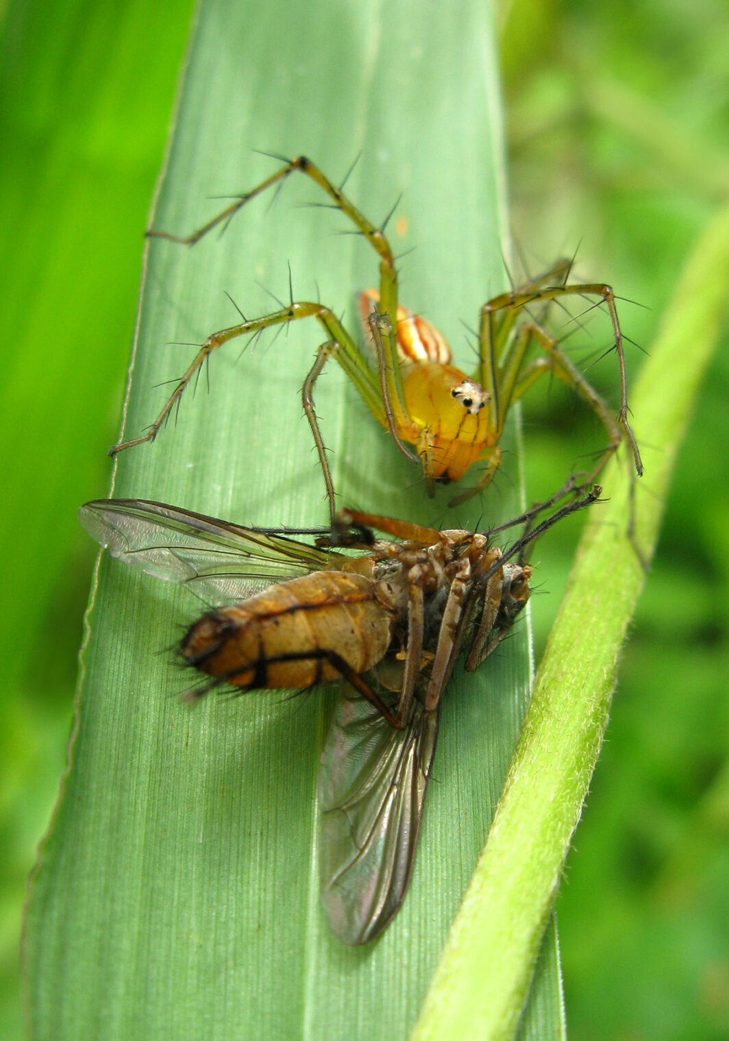 Lynx Spiders (Family Oxyopidae) – Bali Wildlife