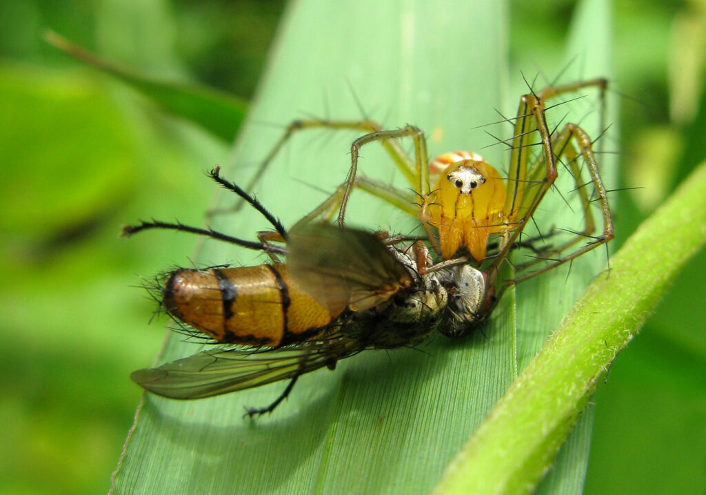 Lynx Spiders (Family Oxyopidae)
