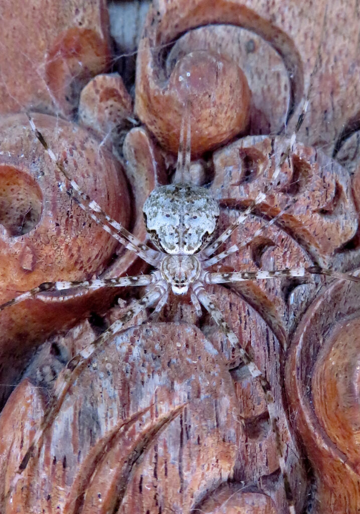 Laba-laba Berekor Dua yang Khas (Subfamili Hersiliinae)