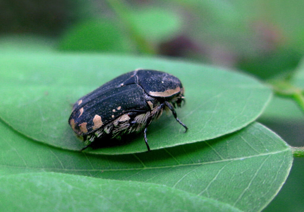 Scarabs (Family Scarabaeidae)