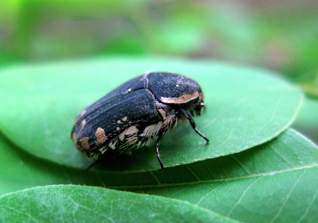 Scarabs (Family Scarabaeidae)