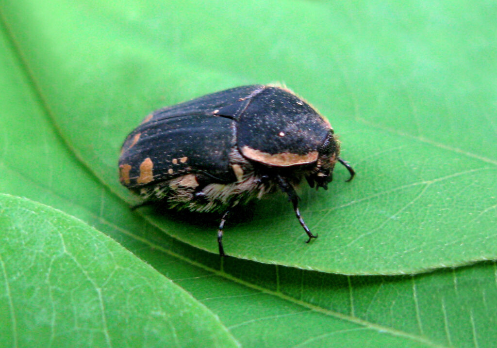 Scarabs (Family Scarabaeidae)