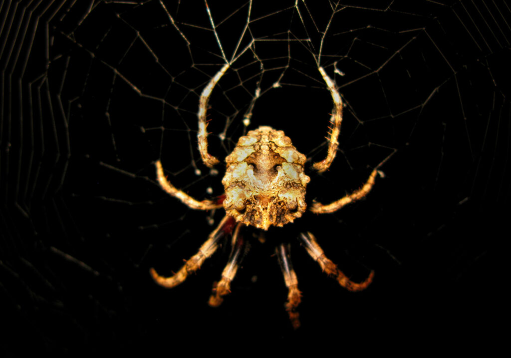 Laba-laba Ranting (Genus Poltys)