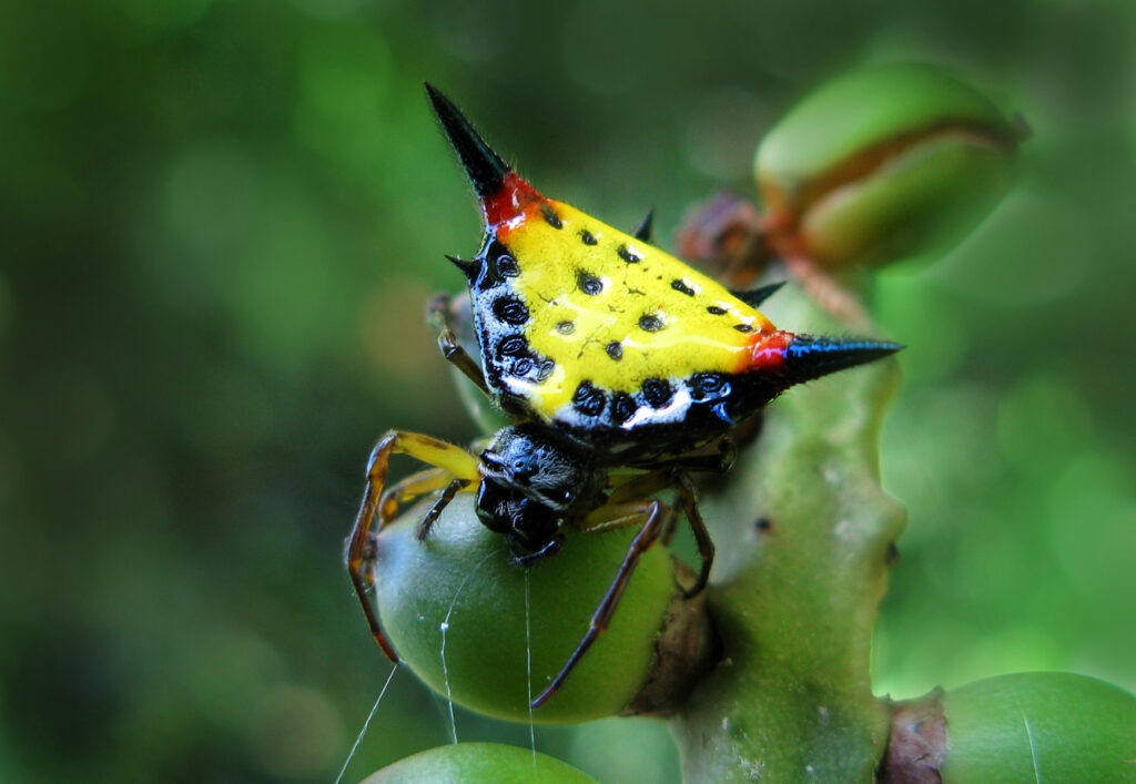 Genus Macracantha