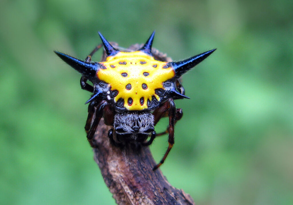 Hasselt's Spiny Spider (Macracantha hasselti)