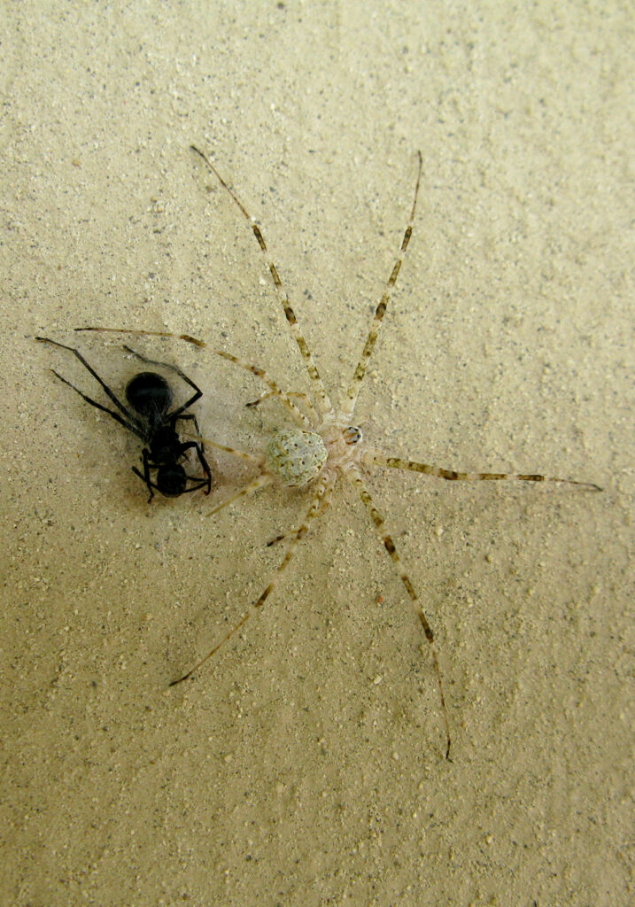 Laba-laba Berekor Dua yang Khas (Subfamili Hersiliinae)