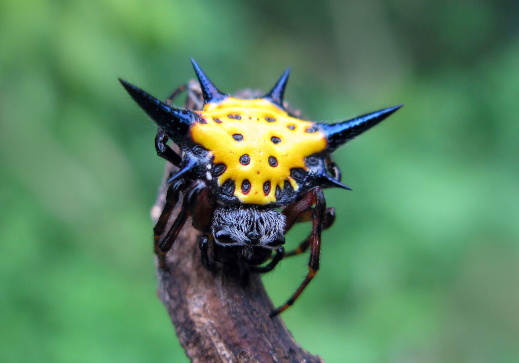 Hasselt's Spiny Spider (Macracantha hasselti)