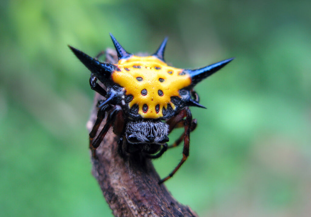 Hasselt's Spiny Spider (Macracantha hasselti)
