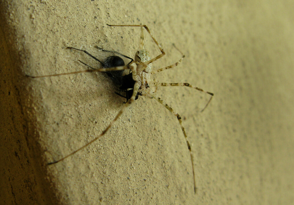 Laba-laba Berekor Dua yang Khas (Subfamili Hersiliinae)