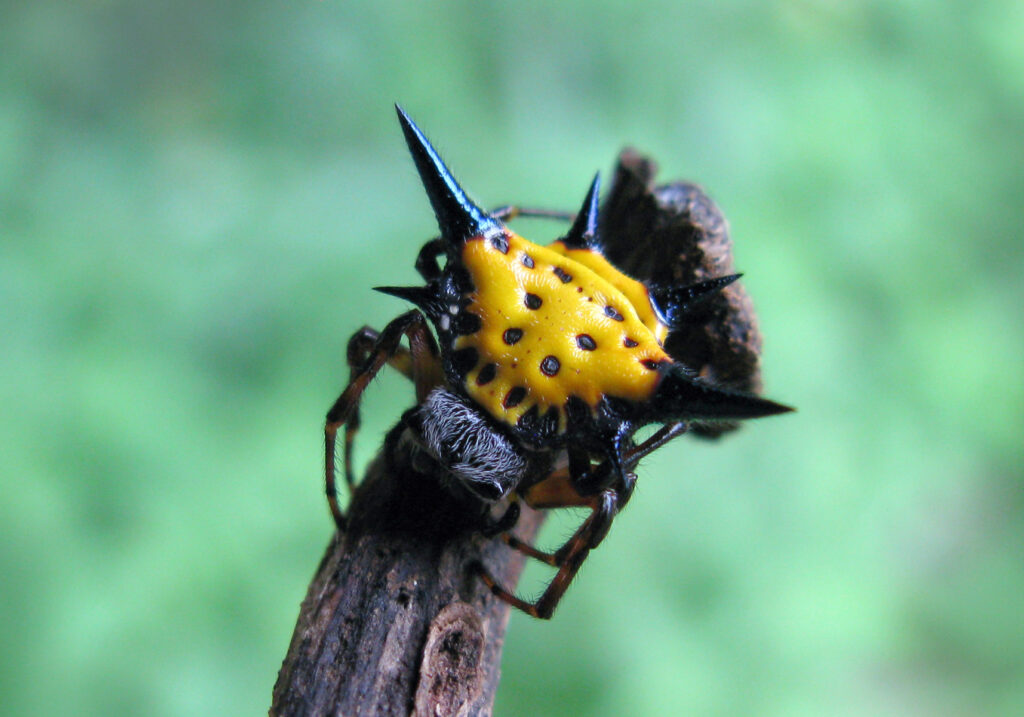 Hasselt's Spiny Spider