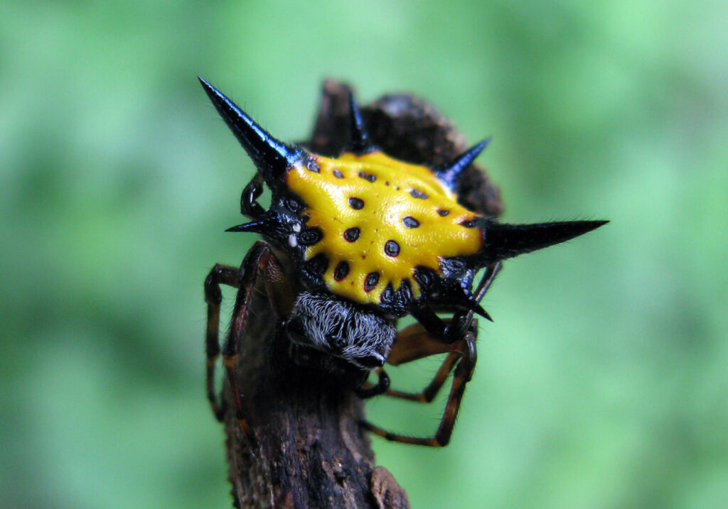 Hasselt's Spiny Spider