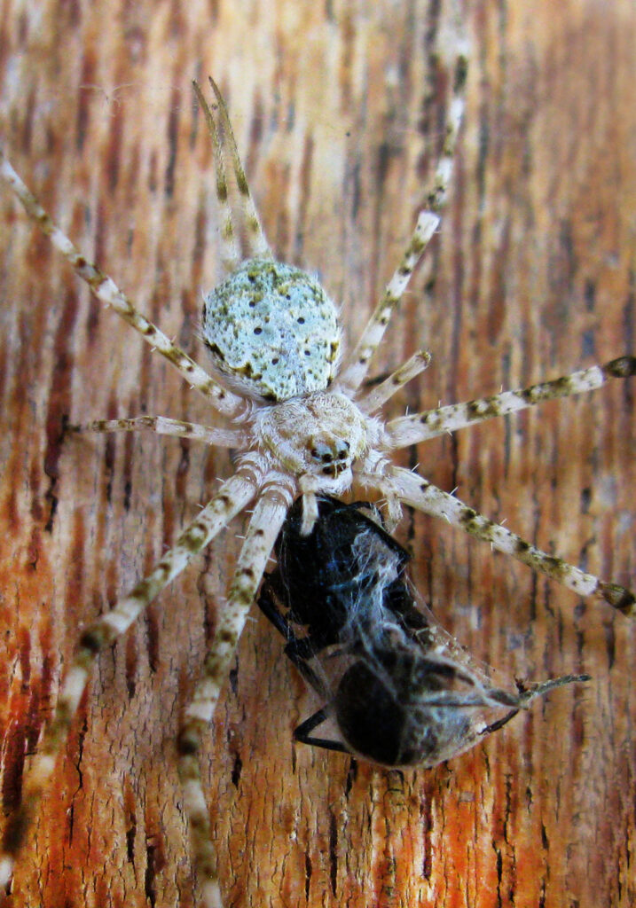 Laba-laba Berekor Dua yang Khas (Subfamili Hersiliinae)