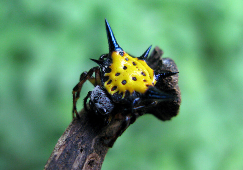 Hasselt's Spiny Spider