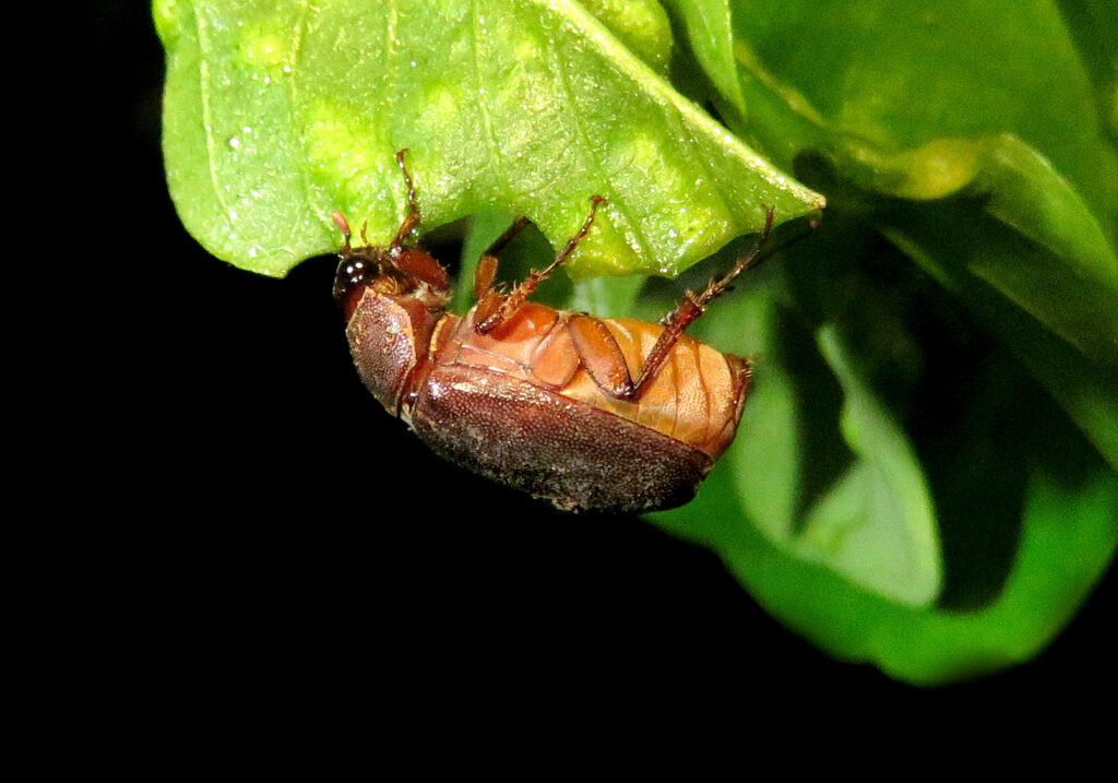 Scarabs (Family Scarabaeidae)