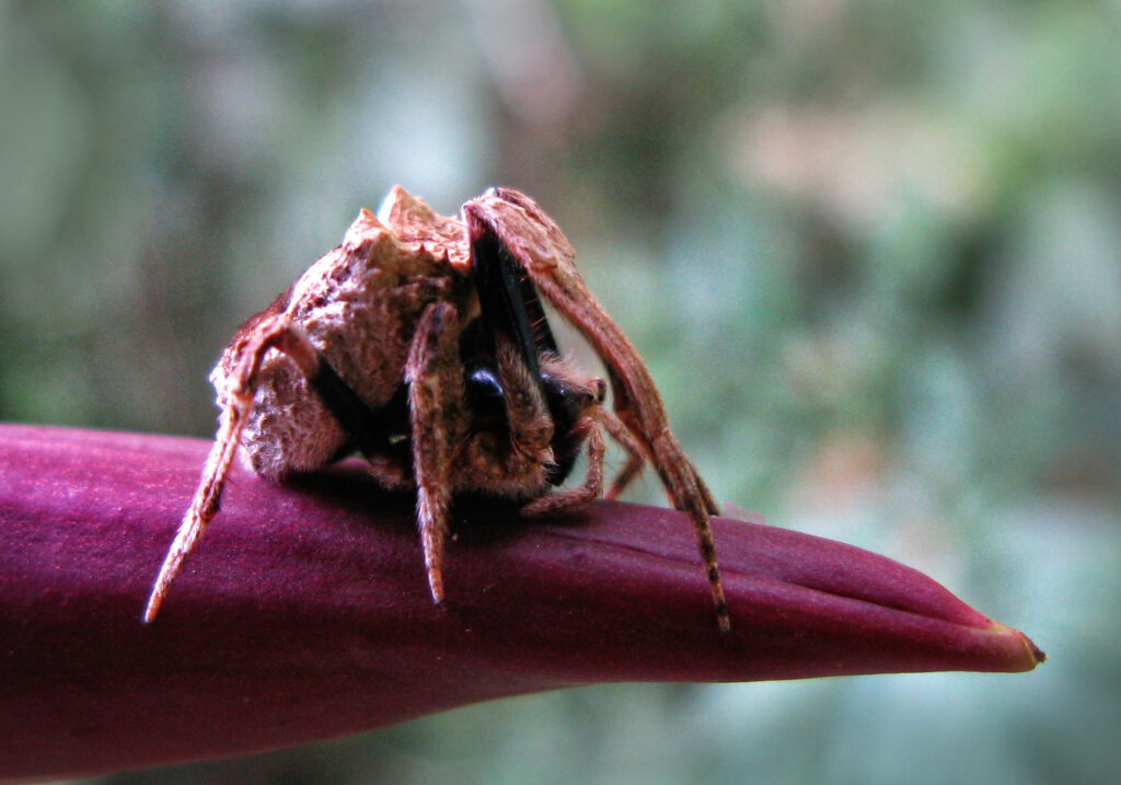 Laba-laba Ranting (Genus Poltys)