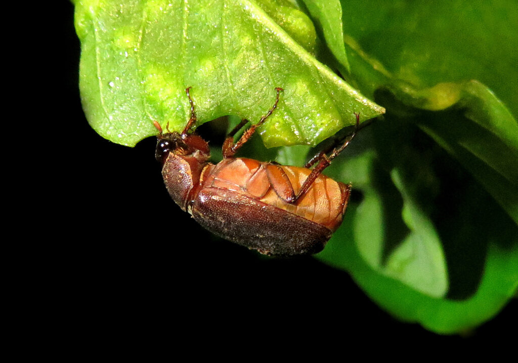Scarabs (Family Scarabaeidae)