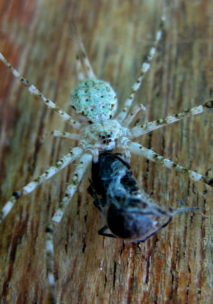 Typical Two-tailed Spiders (Subfamily Hersiliinae)