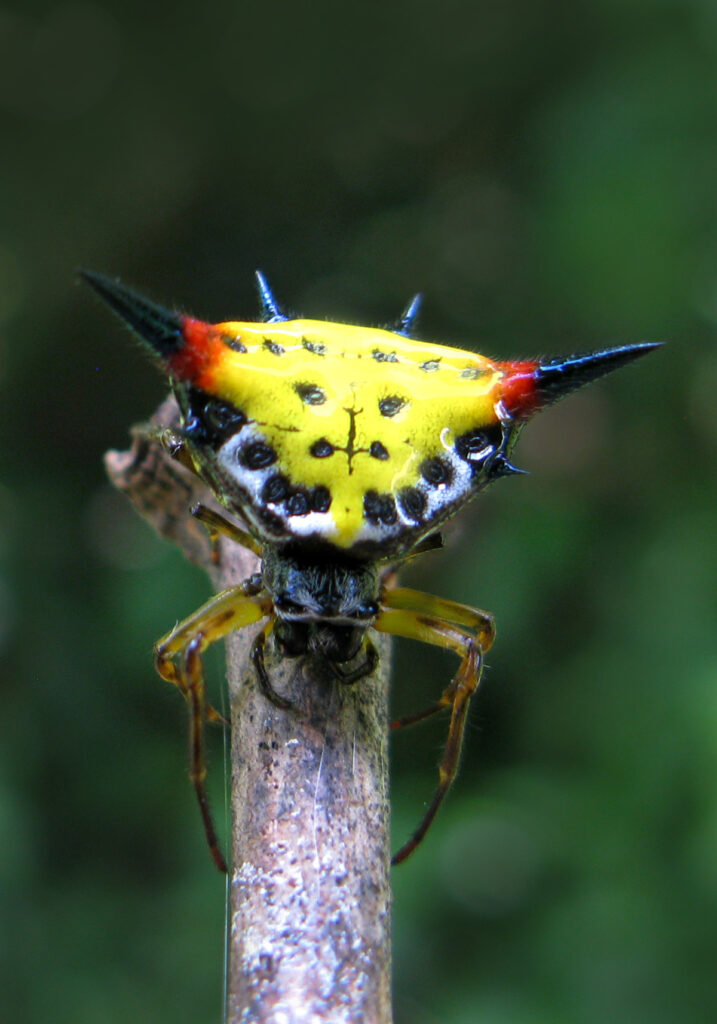 Genus Macracantha