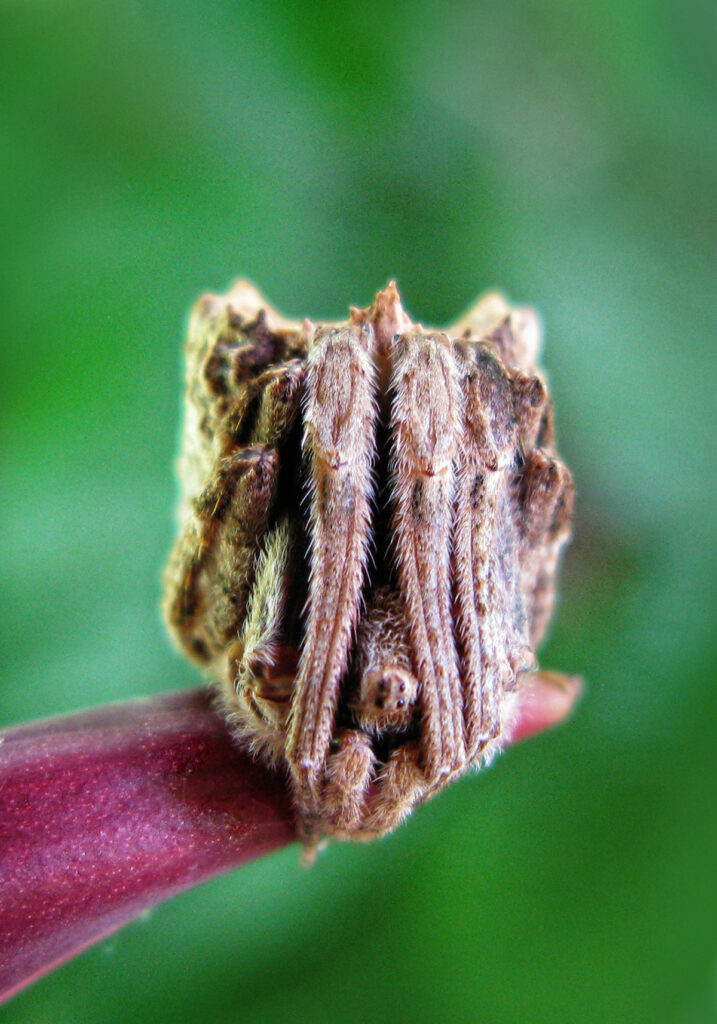 Laba-laba Ranting (Genus Poltys)