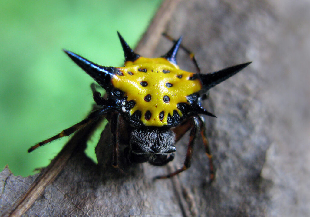 Hasselt's Spiny Spider