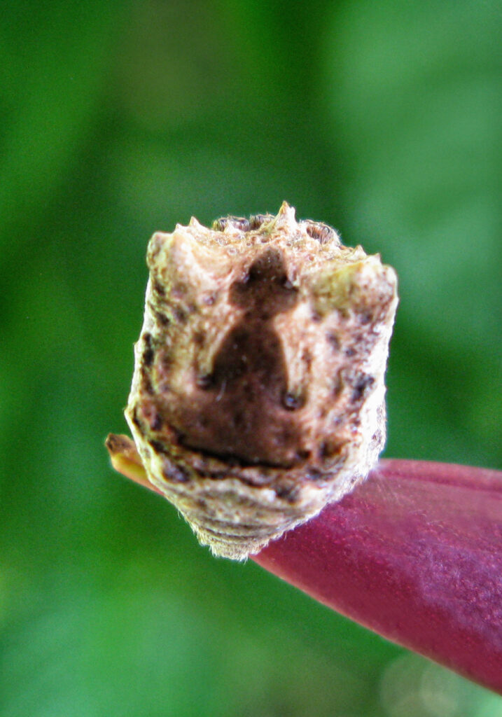 Laba-laba Ranting (Genus Poltys)