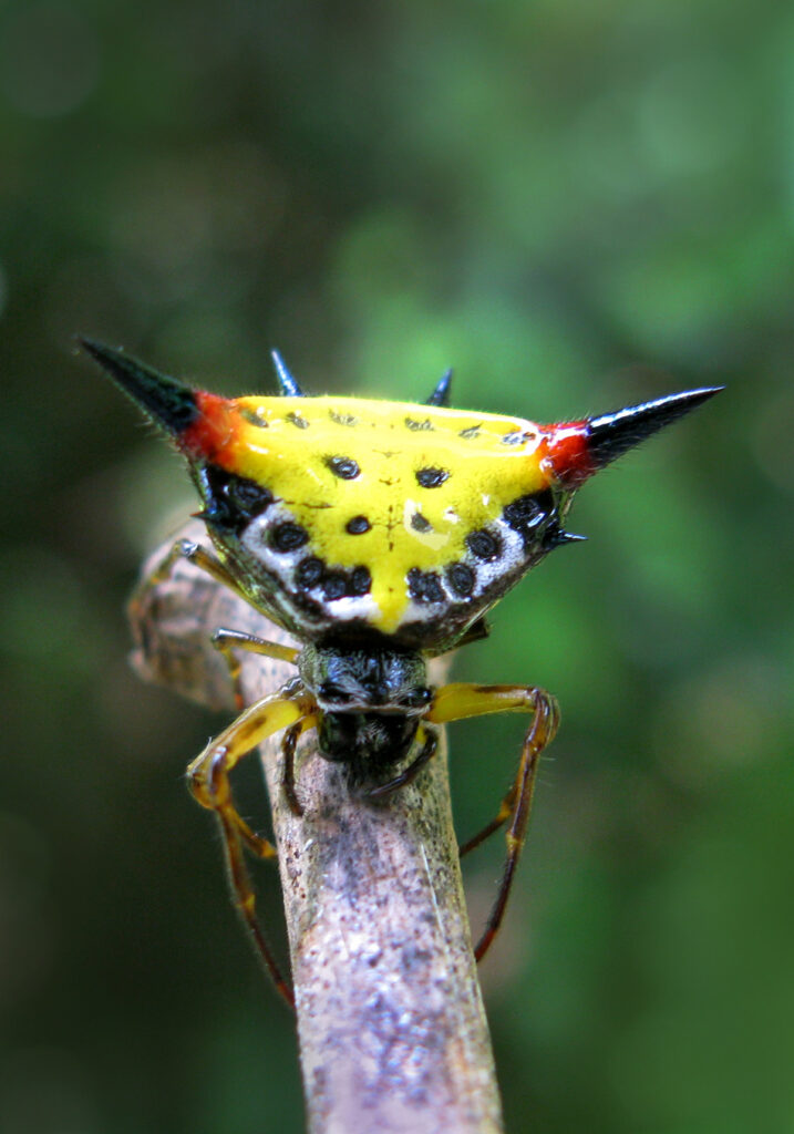 Genus Macracantha