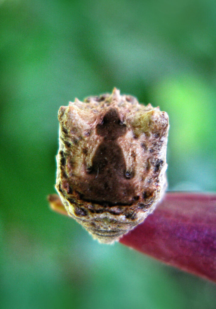 Laba-laba Ranting (Genus Poltys)