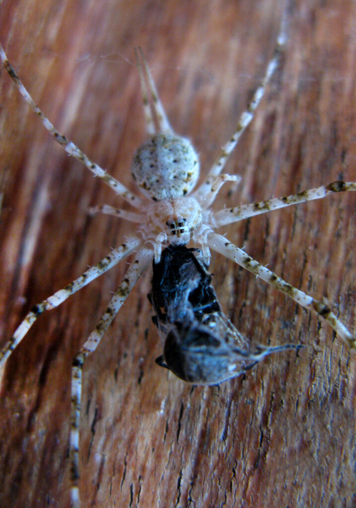 Typical Two-tailed Spiders (Subfamily Hersiliinae)
