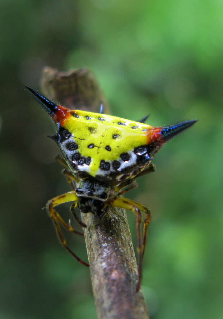 Genus Macracantha