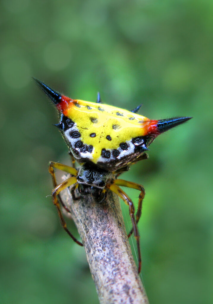 Genus Macracantha
