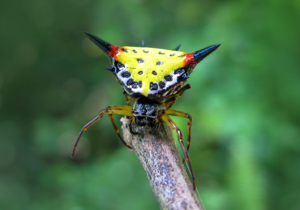 Genus Macracantha