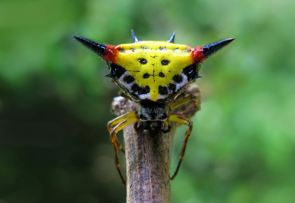 Genus Macracantha