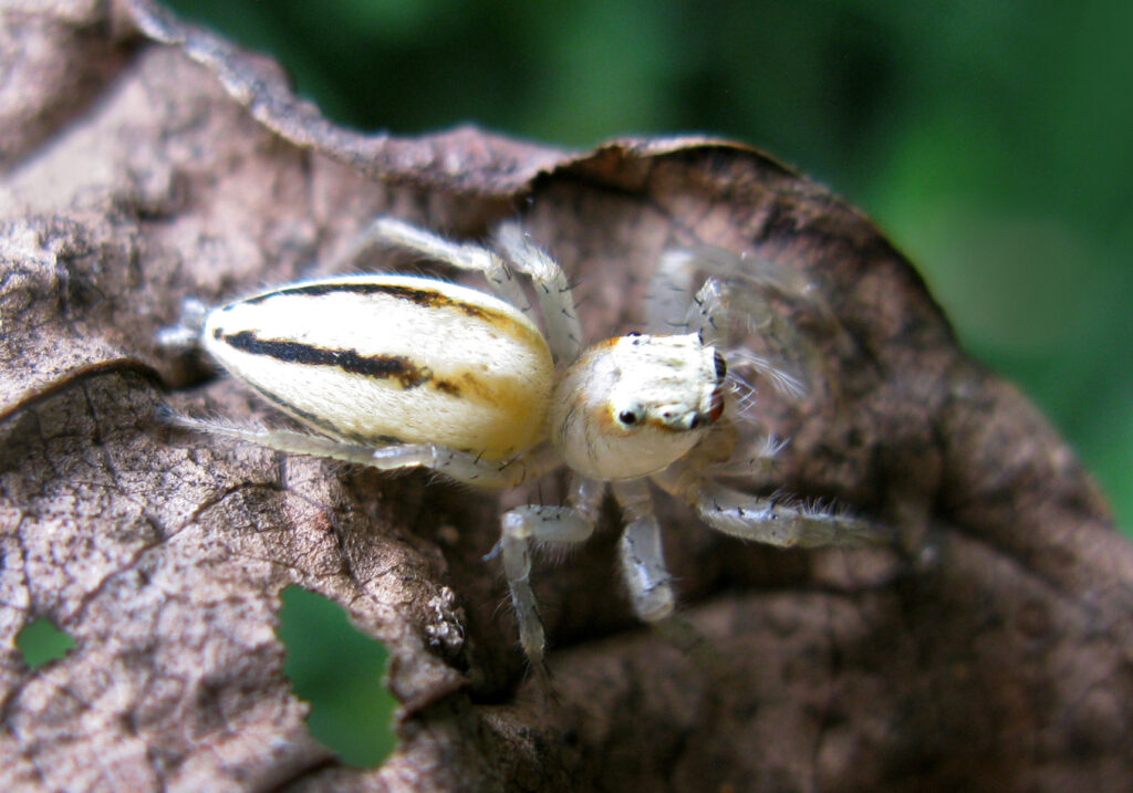 Genus Telamonia