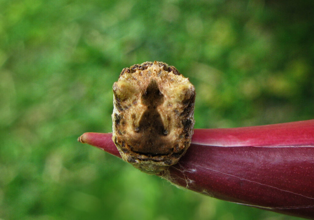 Laba-laba Ranting (Genus Poltys)