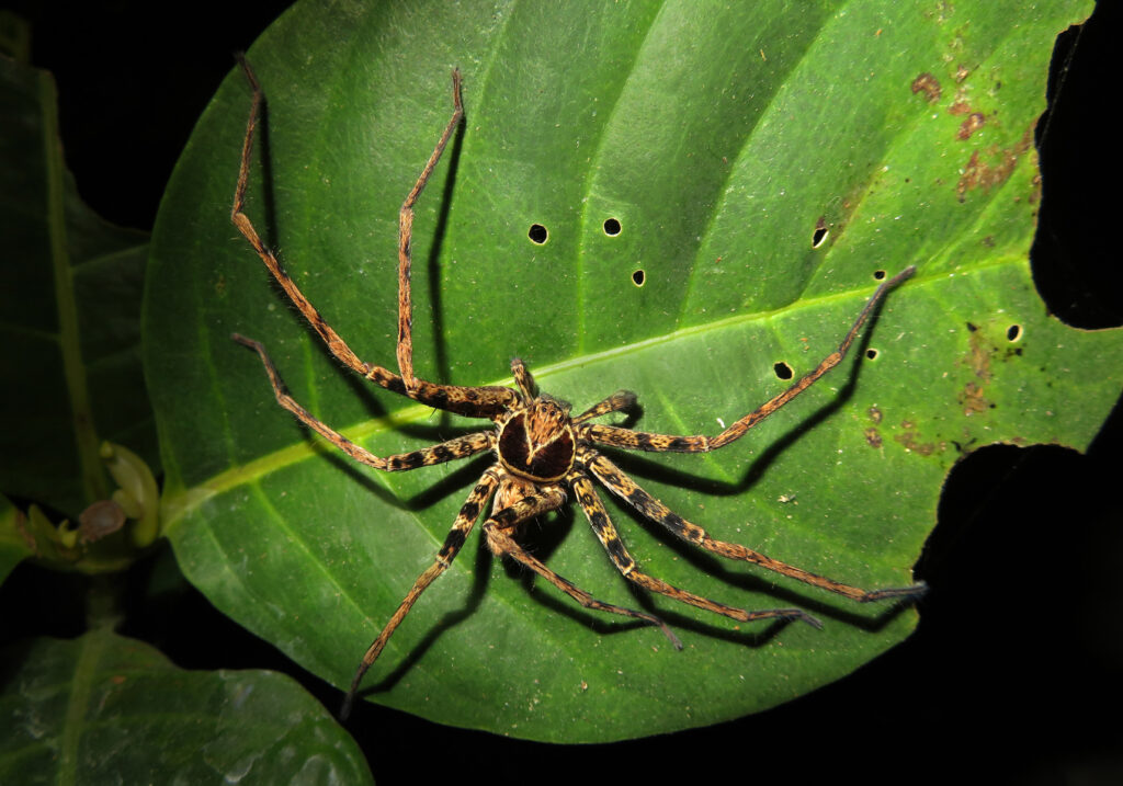 Giant Huntsman Spiders (Genus Heteropoda)