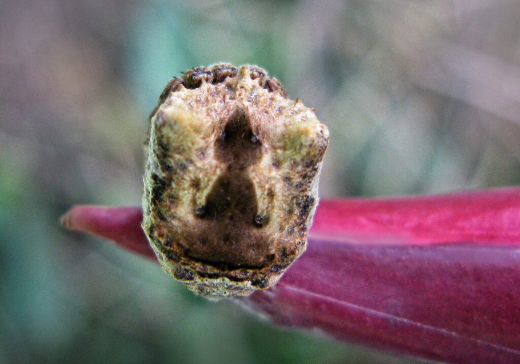 Laba-laba Ranting (Genus Poltys)