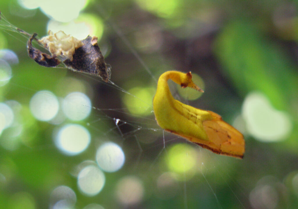 Scorpion-tailed Spiders
