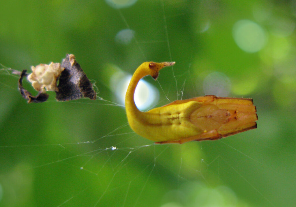 Scorpion-tailed Spiders