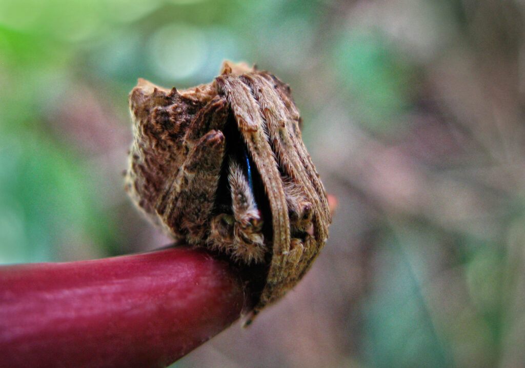 Laba-laba Ranting (Genus Poltys)