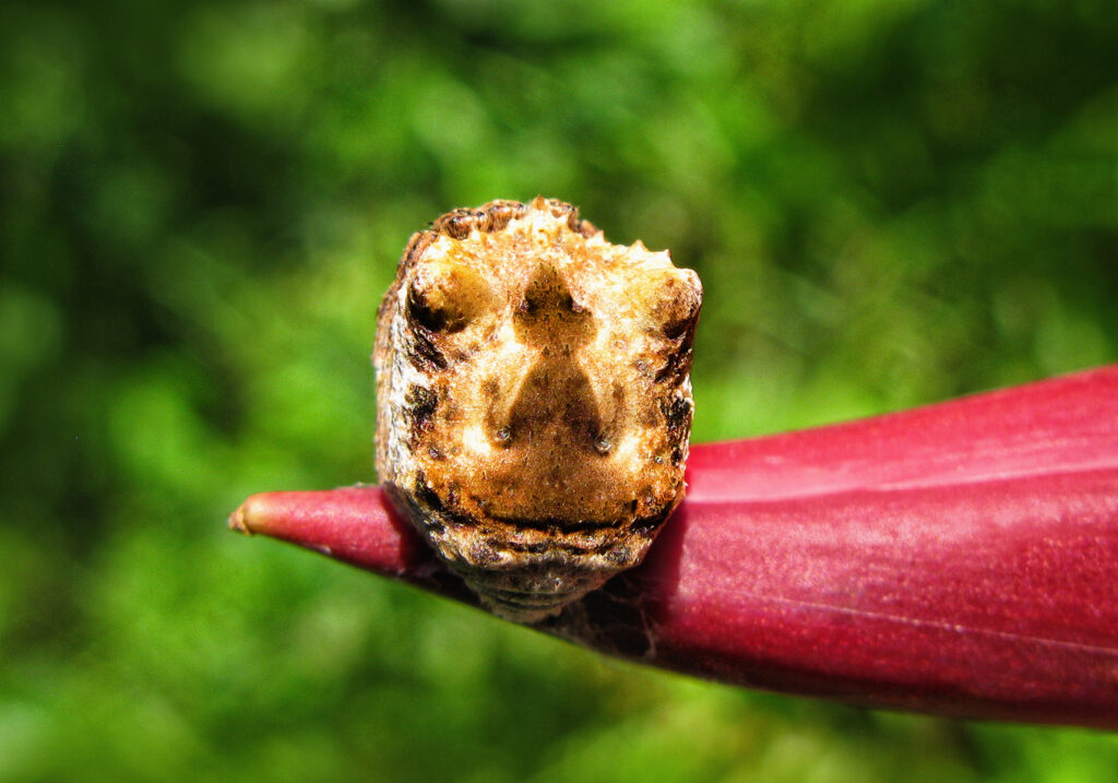 Laba-laba Ranting (Genus Poltys)