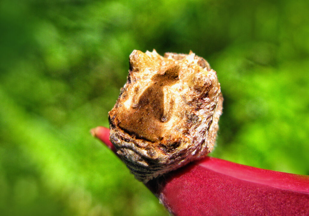 Laba-laba Ranting (Genus Poltys)