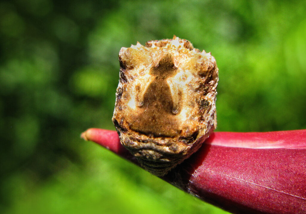 Laba-laba Ranting (Genus Poltys)