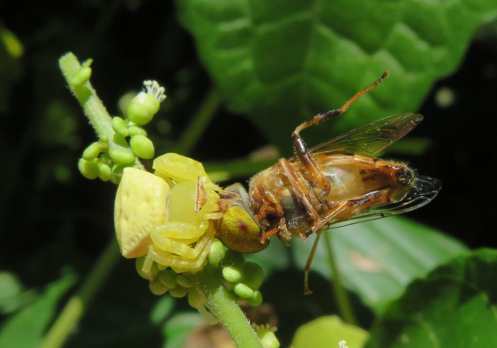 Laba-laba Kepiting Bunga (Genus Thomisus)