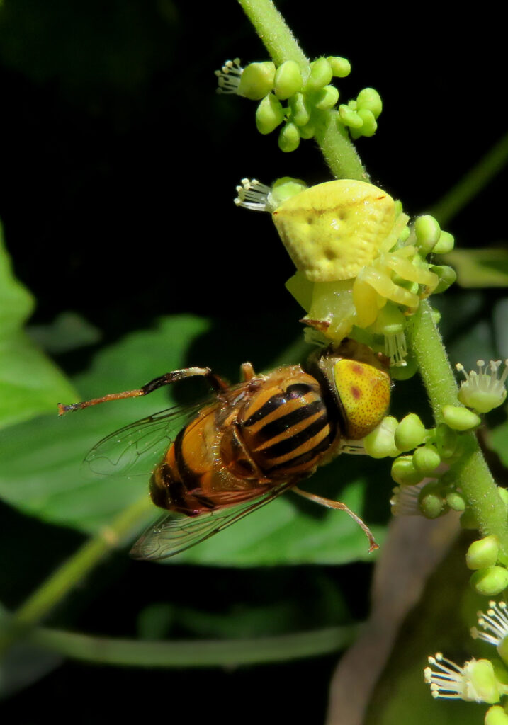 Laba-laba Kepiting Bunga (Genus Thomisus)