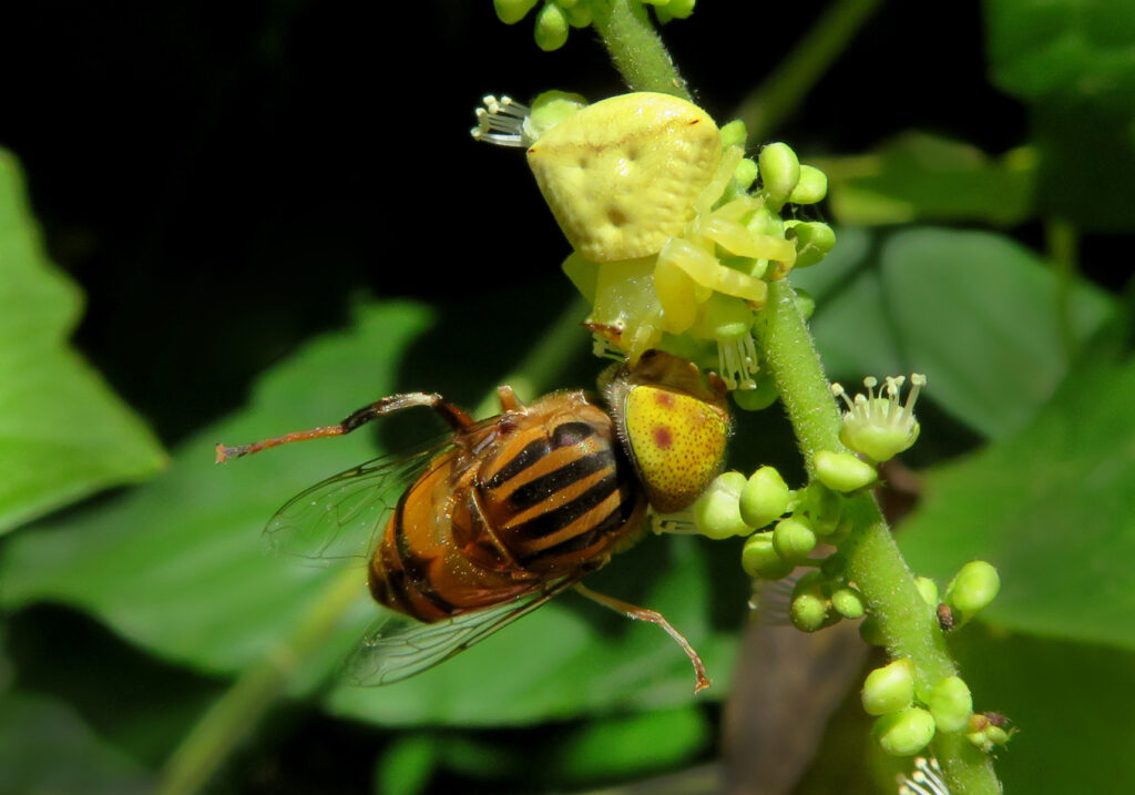 Laba-laba Kepiting Bunga (Genus Thomisus)