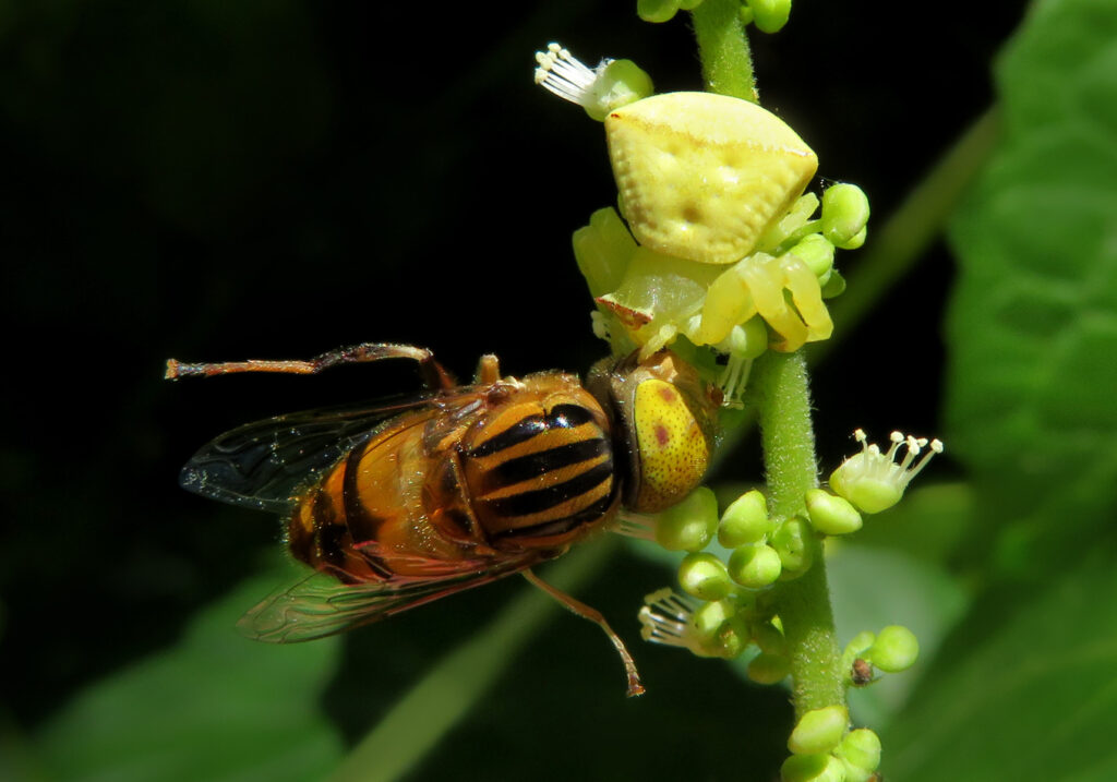 Laba-laba Kepiting Bunga (Genus Thomisus)