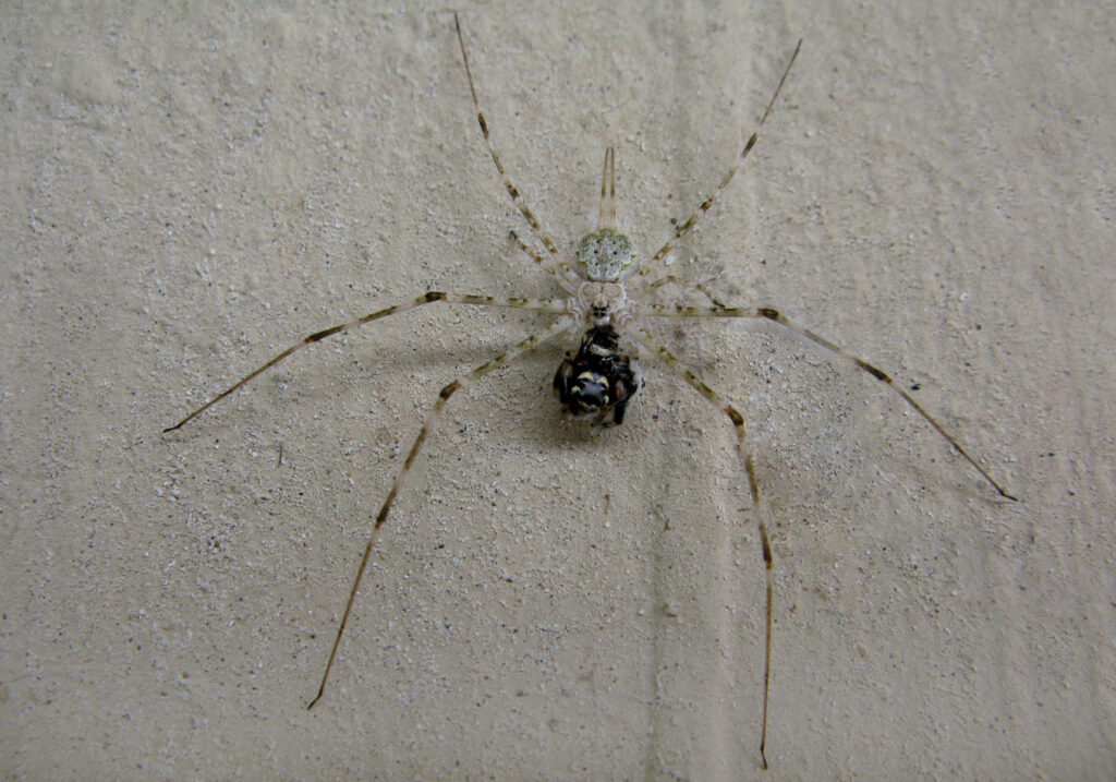 Typical Two-tailed Spiders (Subfamily Hersiliinae)
